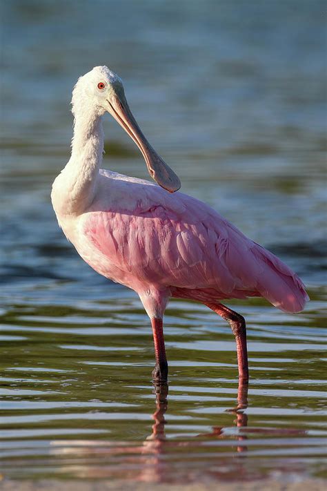 Juvenile Roseate Spoonbill Photograph By Heather Earl Pixels