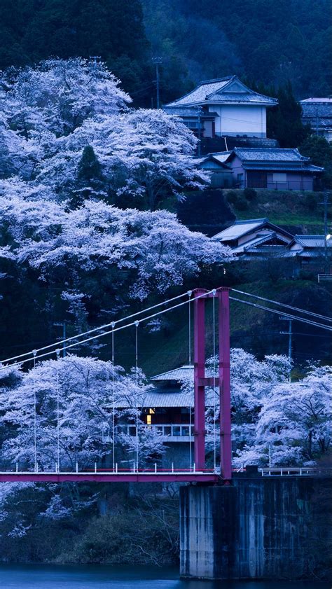 Download Wallpaper 800x1420 Japan Bridge Sakura Night Iphone Se5s