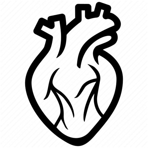 Human Heart Anatomical Vector Illustration Isolated On White Background