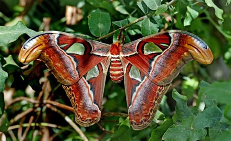 Top 10 Most Beautiful Moths In The World 2024 Top And Trending