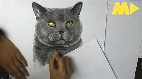 Drawing British Blue Shorthair Cat My Cat Mrs Marple Realistic