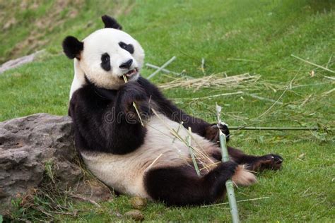 Giant Panda Ailuropoda Melanoleuca Stock Photo Image Of Black