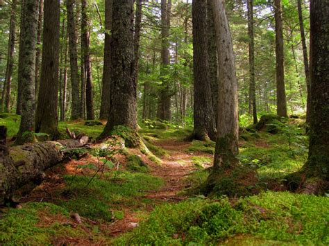 Maine Forest Wallpapers Top Free Maine Forest Backgrounds