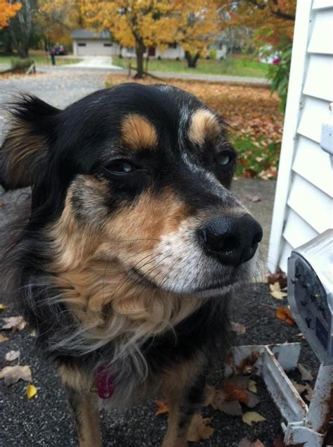 29 Skeptical Dogs These Pups Have Their Doubts Pictures