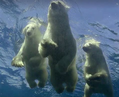 Mama Polar Bear Underwater With Her Cubs Teaching Them How To Swim