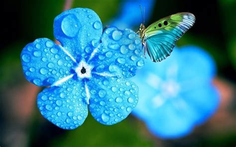 Download Wallpapers Myosotis 4k Macro Dew Blue Flowers Spring