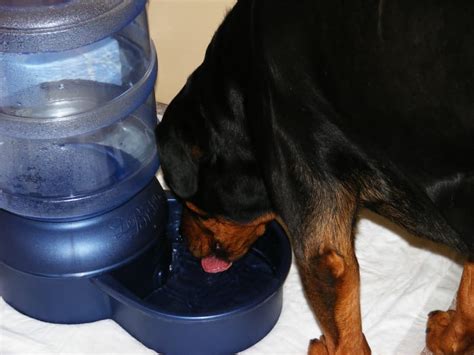 Normal cats may occasionally have minor tear overflow or minor eye discharge. Why Is My Dog so Thirsty? What Causes Increased Drinking ...