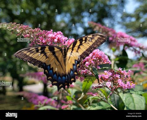 Eastern Tiger Swallowtail Butterfly Papilio Glaucus Feeding On Lilac