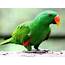 Eclectus Parrot Elektros Roratus Pro  Bird Baron