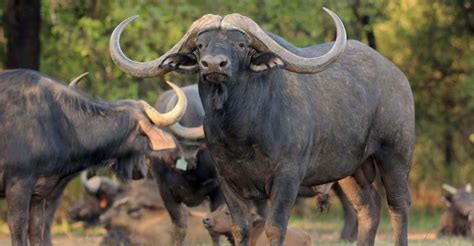 Jun 08, 2021 · news: Quarter share in buffalo bull for R44 million