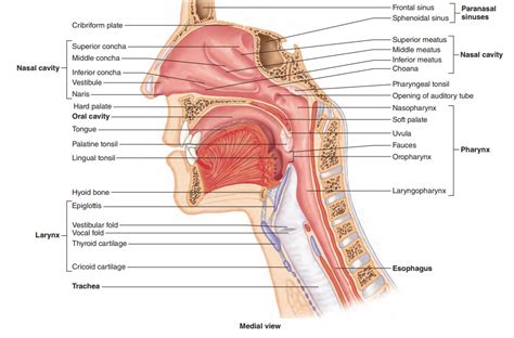 Pharynx Or Throat Anatomical And Medical Oral Structure Outline Diagram The Best Porn Website