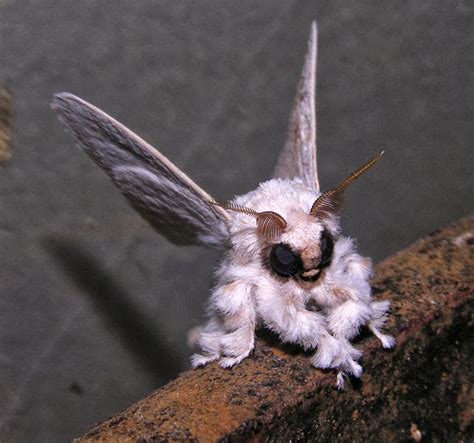 The Venezuelan Poodle Moth ~ Digestible Pictures