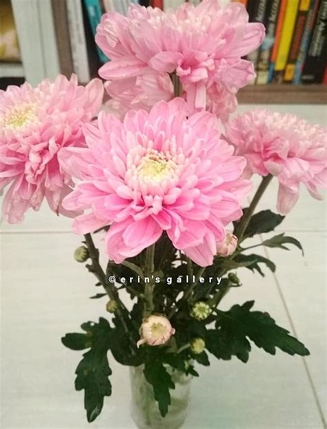 Inilah Contoh Sketsa Bunga Bougenville Terbaik - Informasi Seputar