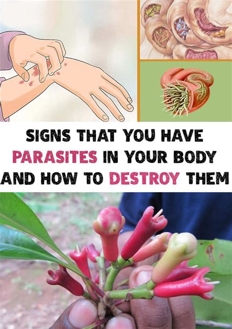 Signs That You Have Parasites In Your Body And How To Destroy Them