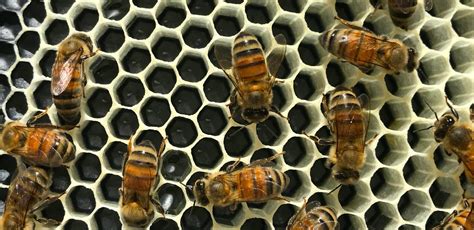 Watch How A Honey Bee Queen Lays Her Eggs Local Honey From St Augustine