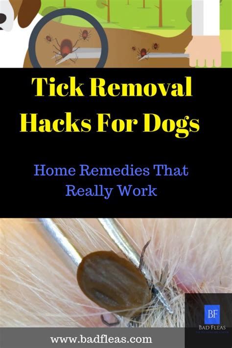 Tick Removal Dog Home Remedies That Really Work Tick Removal Dog Dog