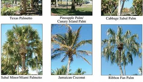 Palm tree identification, Tree identification, Palm trees