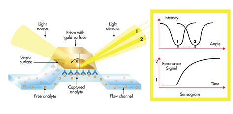 Surface Plasmon Resonance Bruker