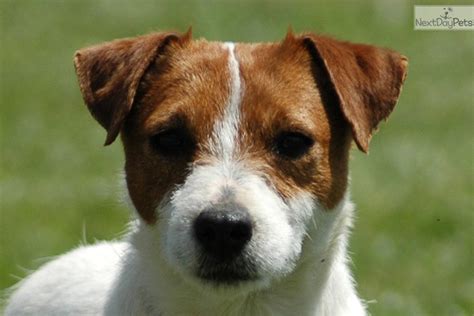 Litter Due Jack Russell Terrier Puppy For Sale Near Inland Empire California Aef C