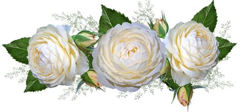 Gambar Bunga Mawar Putih Png