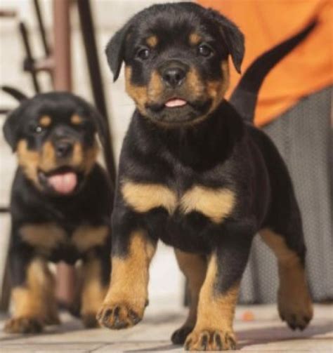 Red Nose Pitbull Rottweiler Mix Puppies | Pitbull Puppies
