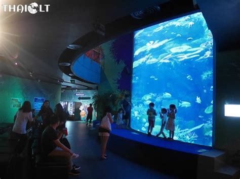Sea Life Bangkok Ocean World Review Of Aquarium Thailt