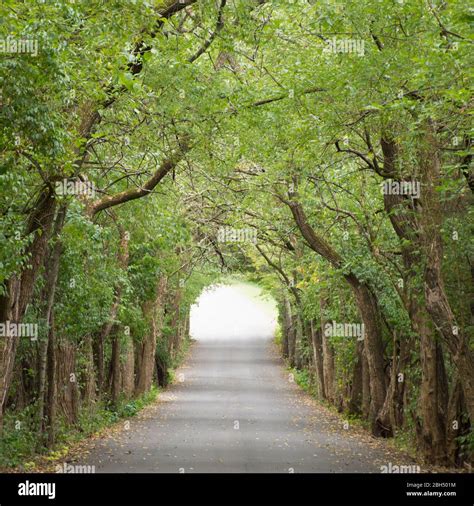 Road Between Trees Stock Photo Alamy