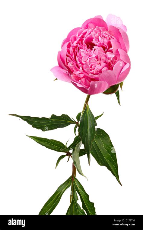 Pink Flower Of Peony Isolated On White Background Stock Photo Alamy