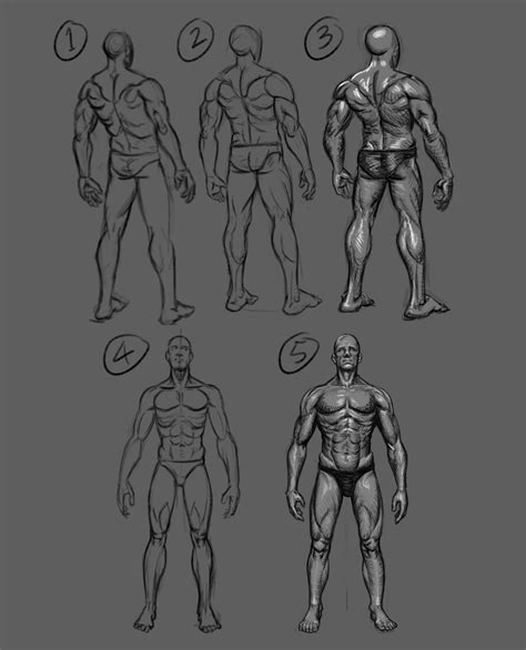 Artstation Body Anatomy Study Male Medium Muscle