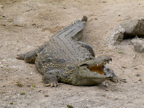 Filecrocodylus Crocodile Krokodil 01