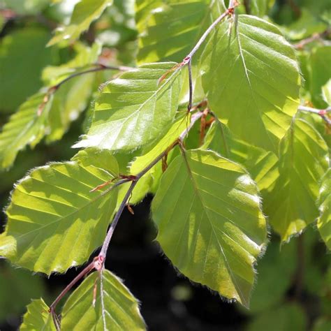 Fagus Sylvatica Green Beech Tree Free Delivery