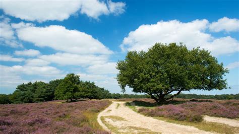 Initiatief van het ministerie van binnenlandse zaken. Natuurparken in Nederland - Nederlandinfoblog.nl