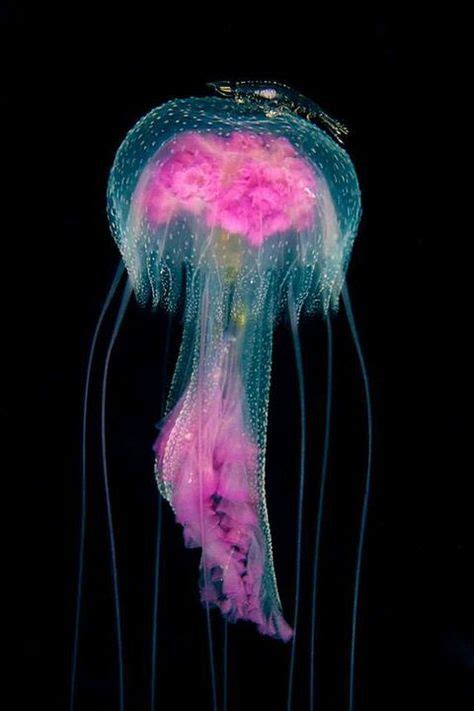 Jelly Fish Are Strange With 90 Of Their Body Water They Dont Have A