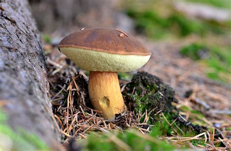 Ich sammle aber nur die maronen (bei denen bin pilze kann man fast das ganze jahr suchen, im frühjahr zum beispiel morscheln, im sommer. Braunkappen-Zeit » Wann ist der Maronenröhrling zu finden?