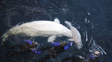 Maris The Beluga Whale Dies Suddenly At Georgia Aquarium