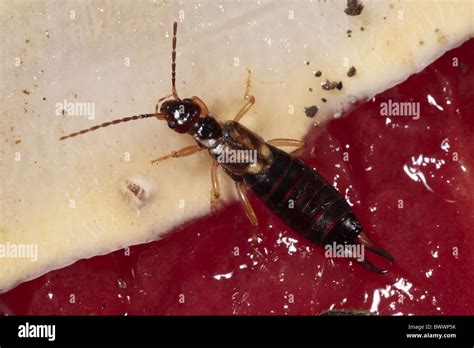 Forficula Auricularia Earwig Common Insect Bug Nature Natural Wild