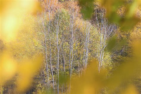 Autumn Scene Photograph By Cosmin Stan Fine Art America