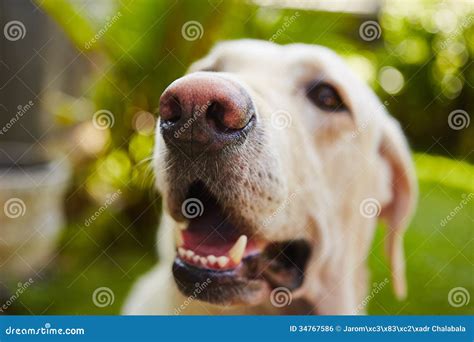Snout Stock Photo Image Of Animals Playful Discovery 34767586