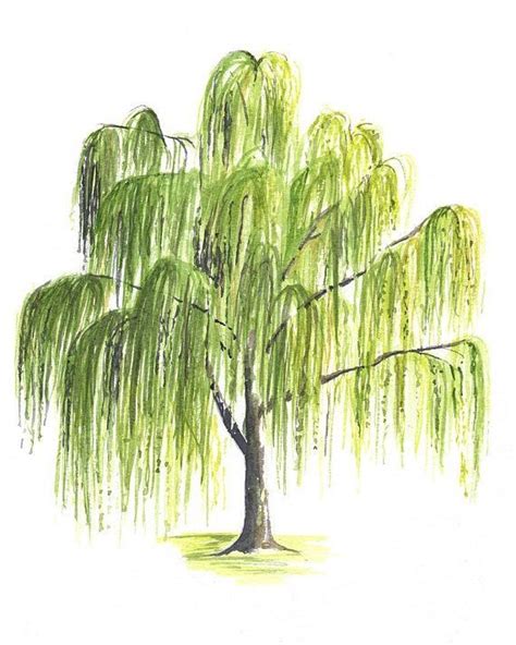 How To Draw Willow Tree At How To Draw