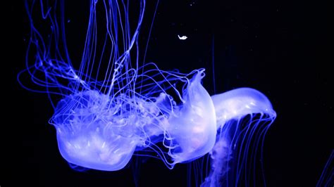 Glowing Jellyfish Wallpapers (67+ images)