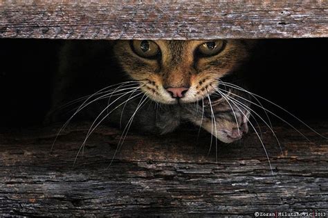 Fearless Mother By Zoranphoto On Deviantart Cat Photography Cats