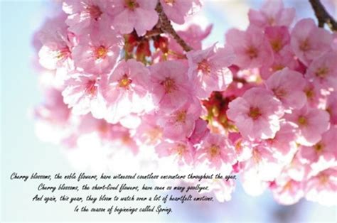 Cherry Blossom Poems And Quotes Quotesgram