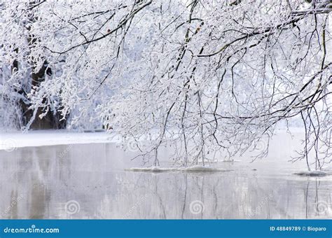 Hoarfrost Stock Image Image Of Cold Snow White Tree 48849789