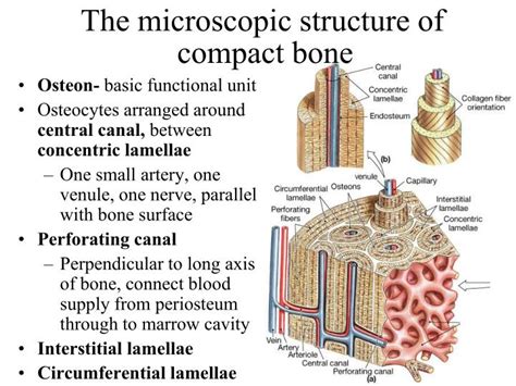 The stability of a compact bone is achieved through continuously repeating units, the osteons, which consist of a central canal with arranged. PPT - Chapter 6- Part I Bones and Skeletal Tissues PowerPoint Presentation - ID:1283526