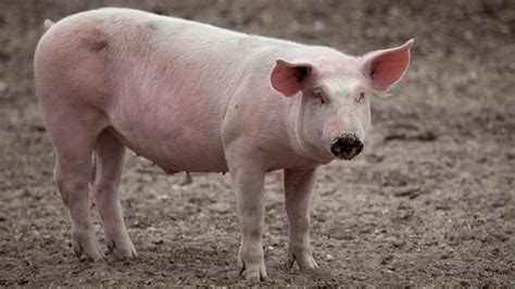 34 Cochons Dun élevage Porcin De Monteux Abattus à Cause De La Maladie