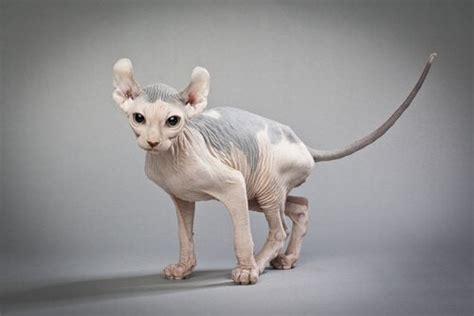 That's because two allergenic proteins—fel d1 and fel d4—are actually created in cats' saliva and to get started, consider the breeds below. The Elf Cat: Curved Ears and No Hair - My Animals
