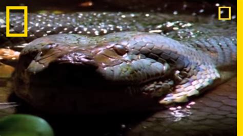 Anaconda Hunts The Worlds Largest Rodent National Geographic Youtube