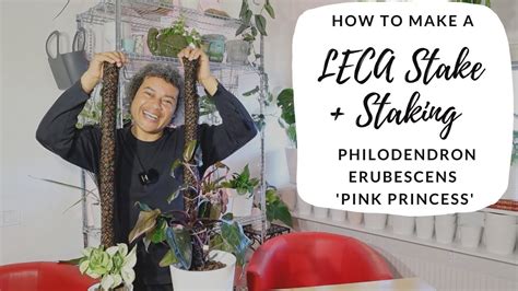 How To Make A Leca Stake Staking Philodendron Erubescens Pink Princess Youtube