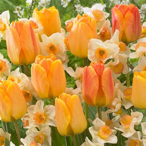 Van Zyverden Orange Spring Flowering Garden Blend Bulbs Set Of 25