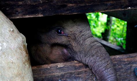 Cría De Elefante Pierde La Mitad De La Trompa Tras Caer En Una Trampa